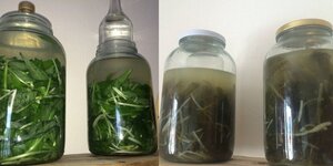 Medvedí cesnak ako ho určite nepoznáte